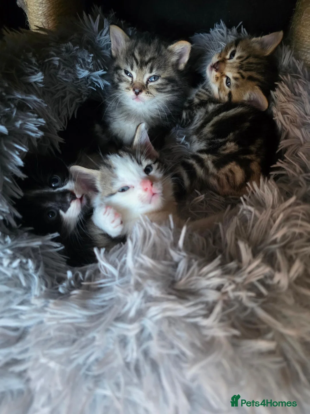 Norwegian Forest Cat cats for sale: Beautiful Norwegian forest kittens 2x boy, 2x girl - Advert 1