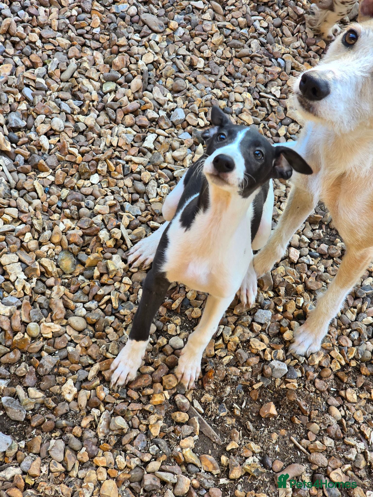 Mixed Breed dogs Whippet lurcher - Advert 2