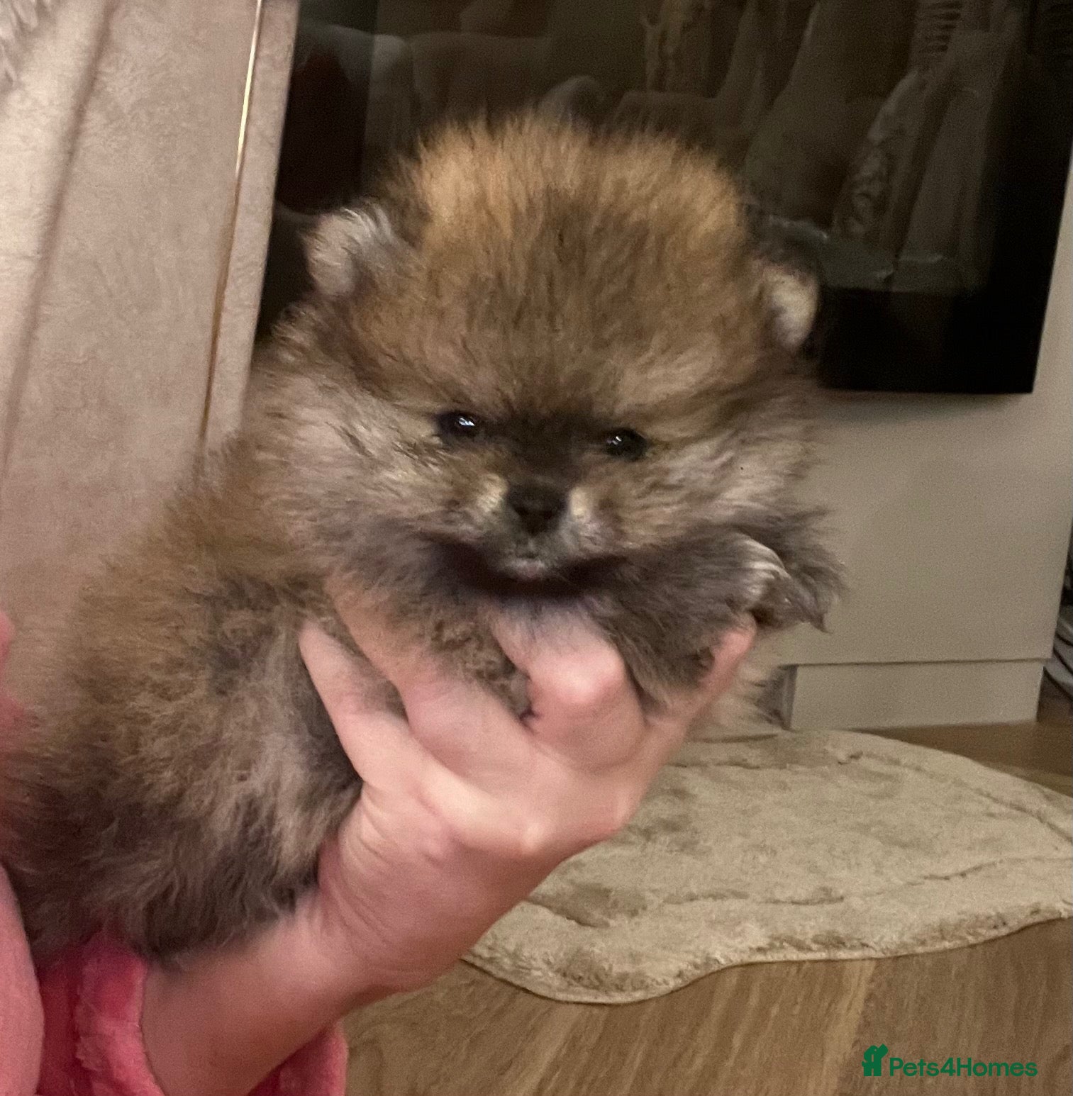 Pomeranian dogs Pomeranian puppy’s  - Advert 11