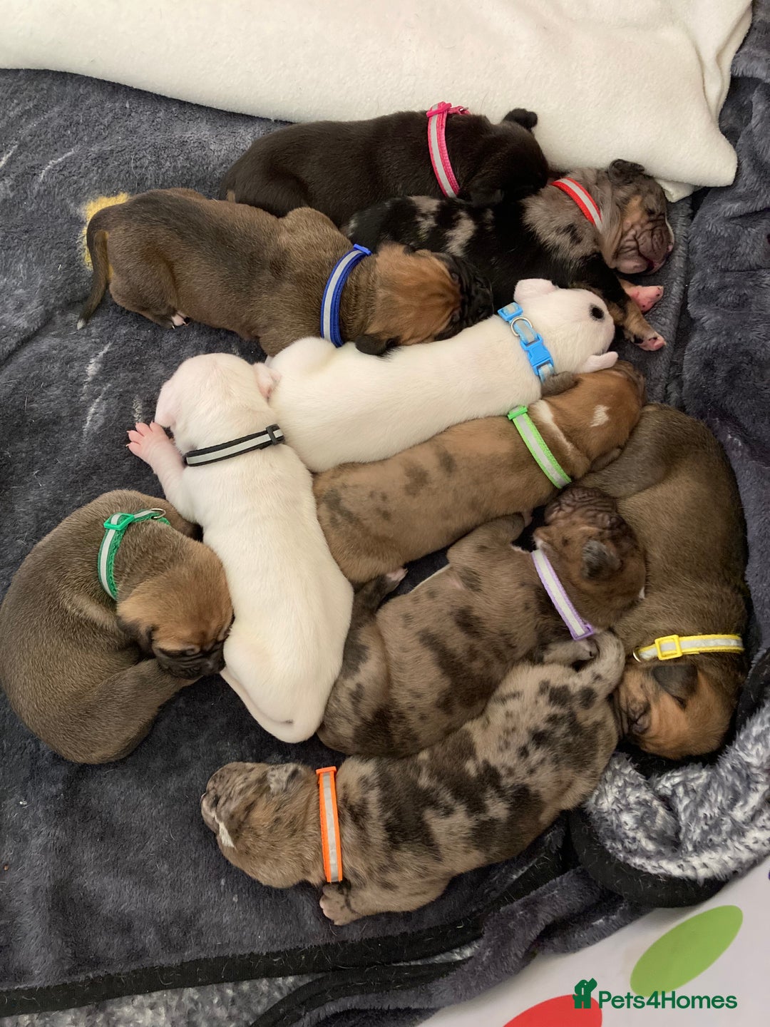 Mixed Breed dogs for sale: Mastiff x Staffy Puppies  - Advert 32