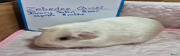 Guinea Pig rodents for sale: Ivory Satin Cavy - Advert 2