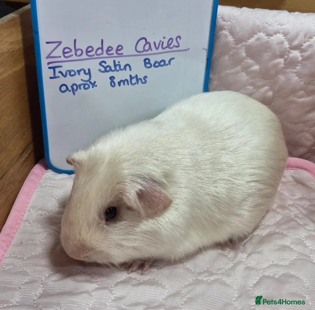 Guinea Pig rodents for sale: Ivory Satin Cavy - Advert 2