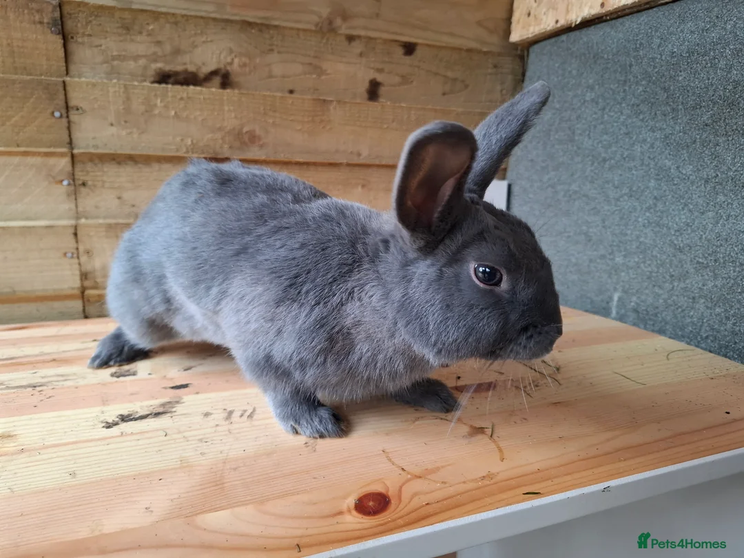 Havana rabbits for sale: 6 Month Old Male Rabbit – Active & Energetic in Epping - Advert 4