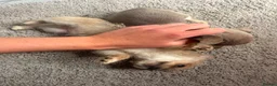 Chihuahua dogs for sale: Chihuahua puppies  - Advert 3