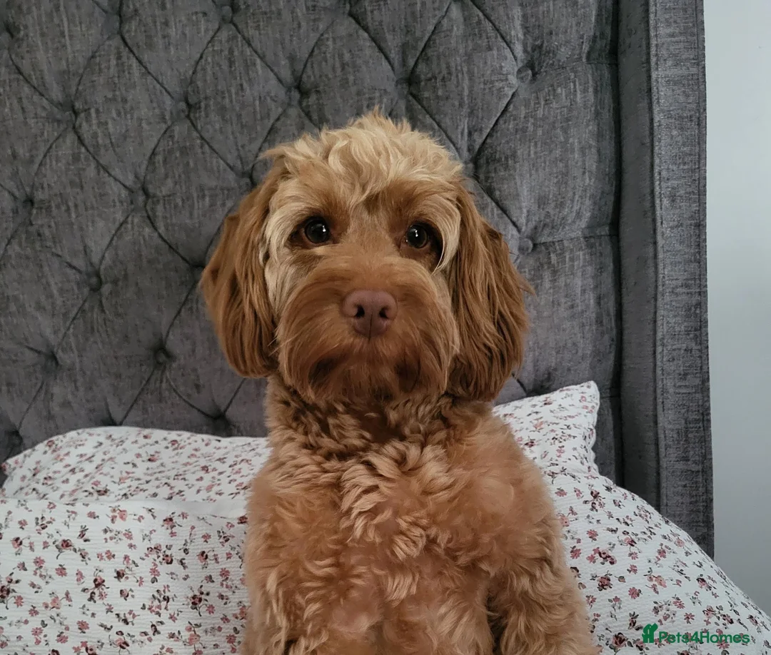 Cockapoo dogs for sale: Daisy, 13M F Cockapoo in Sunderland - Advert 2