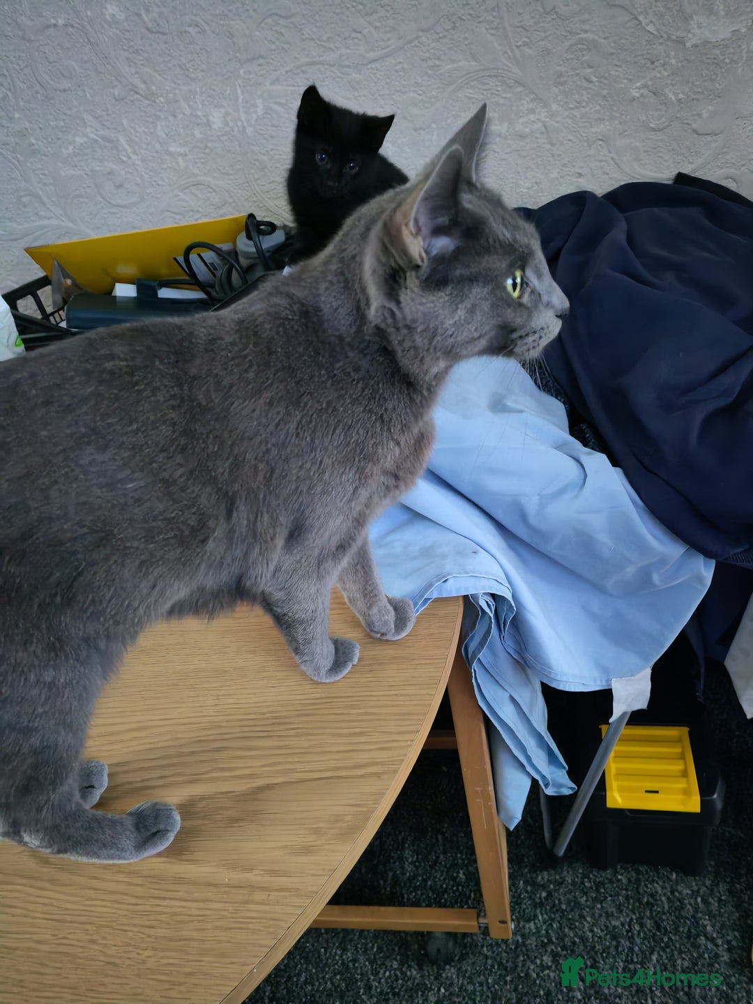 Mixed Breed cats for sale: Two beautiful kittens for sale  - Advert 4