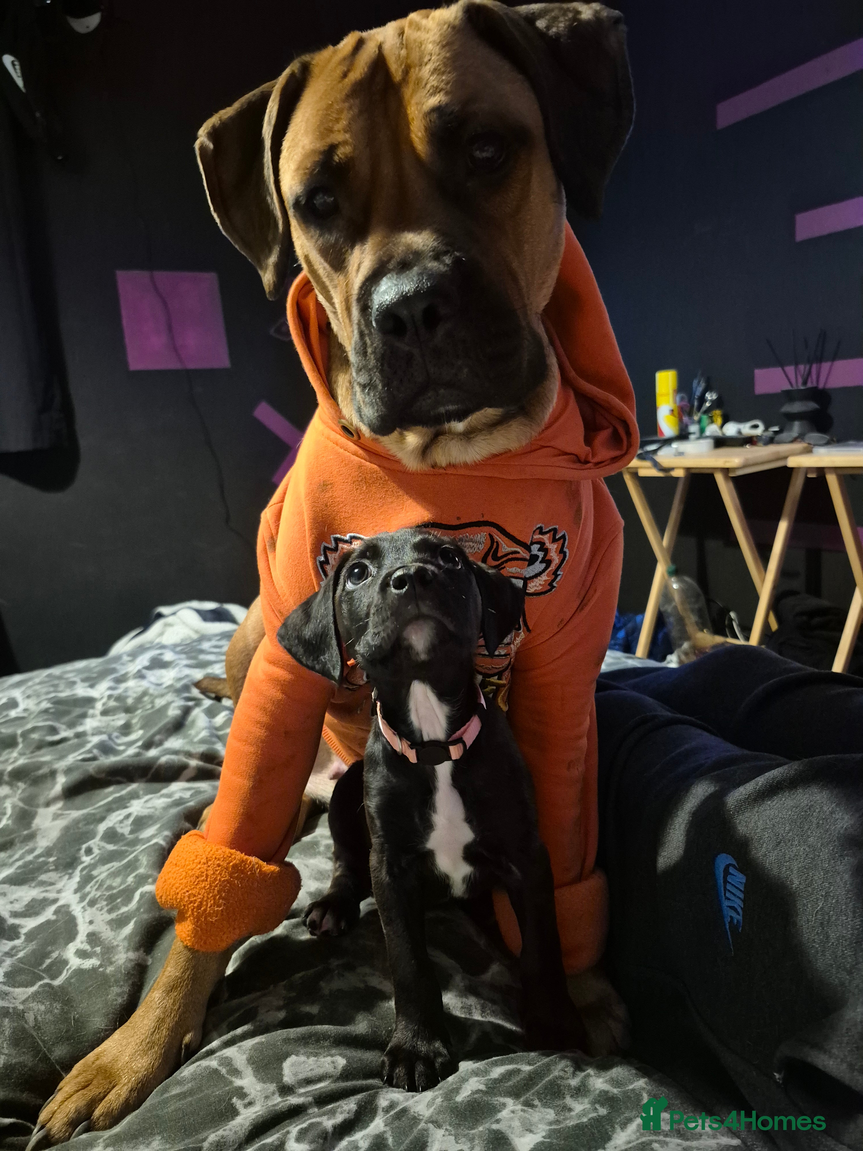 Mixed Breed dogs ONLY 2 Bullmastiff x Springer Spaniel Puppies - Advert 2