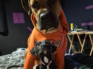 Mixed Breed dogs ONLY 2 Bullmastiff x Springer Spaniel Puppies - Advert 2