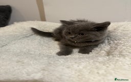 British Longhair cats for sale: Beautiful blues - Image 16