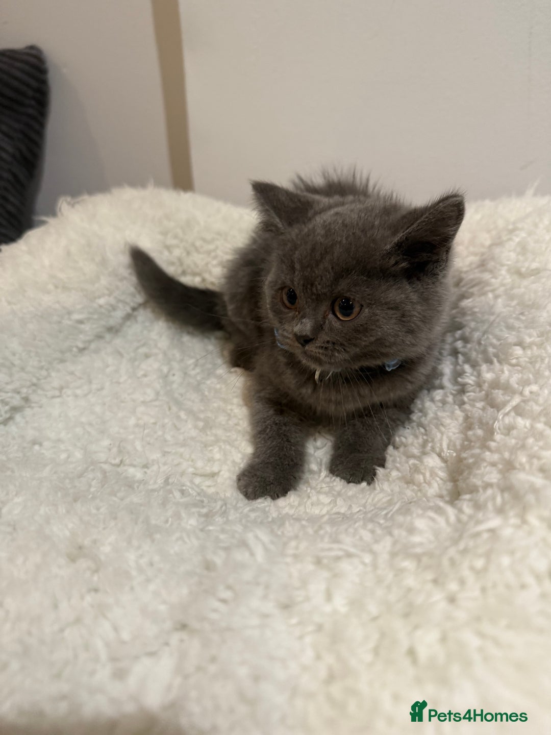 British Longhair cats for sale: Beautiful blues - Image 16