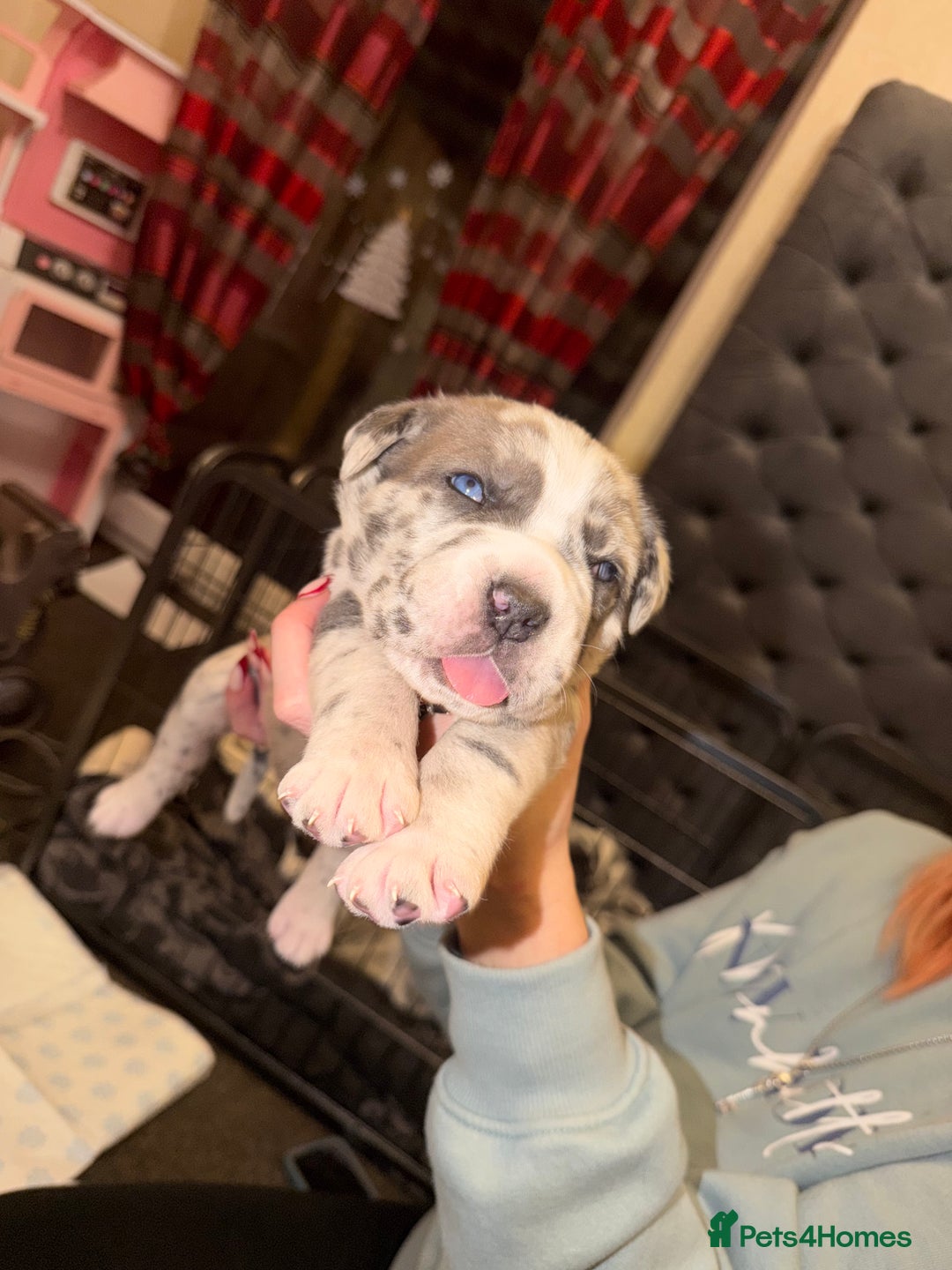 Cane Corso dogs for sale: Champion Bloodline Cane Corso Pups - Advert 6