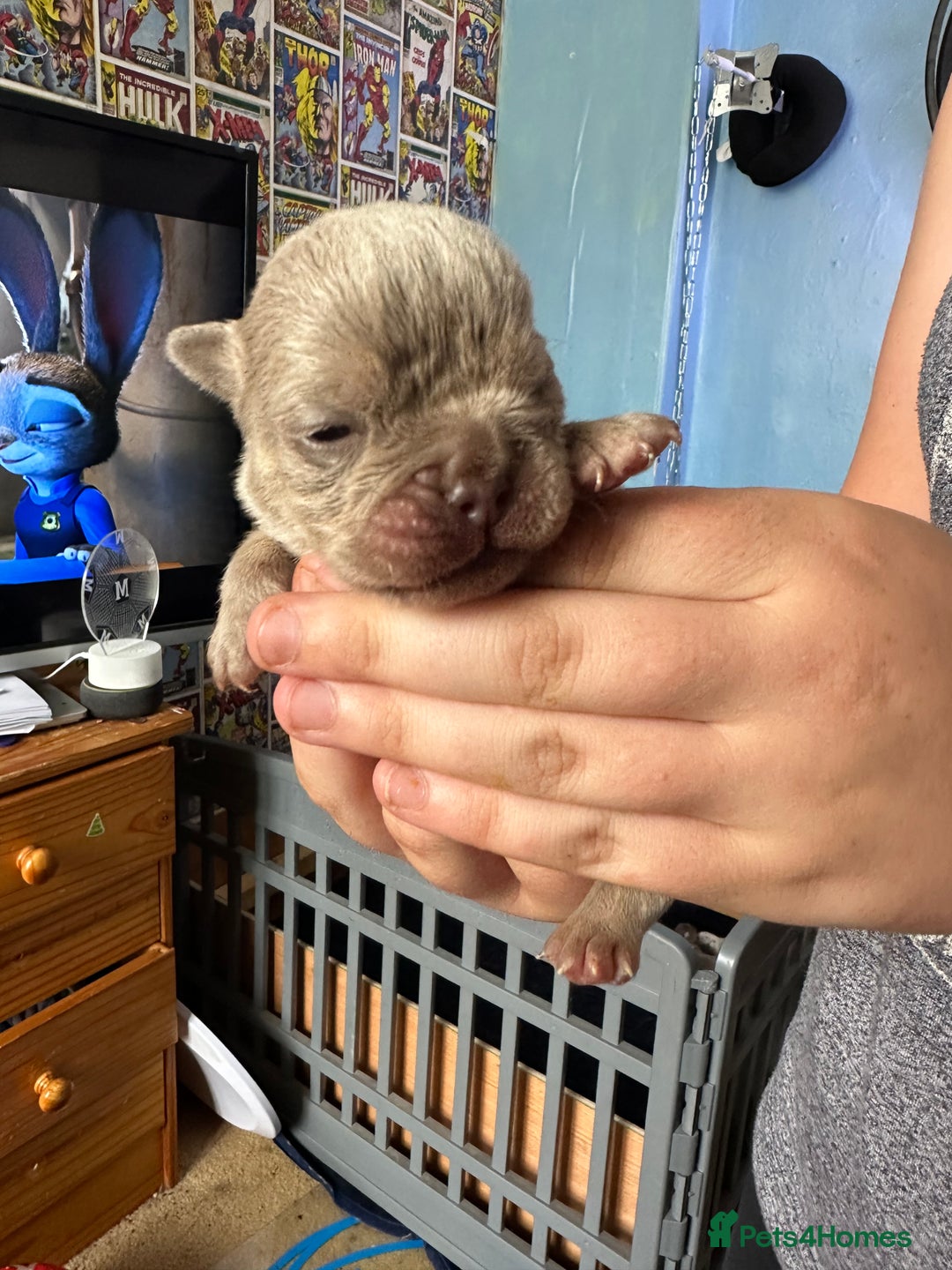 English Bulldog dogs for sale: Beautiful English Bull Dogs KC reg - Image 12