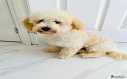 Poochon dogs for sale: Mother and son - Image 20