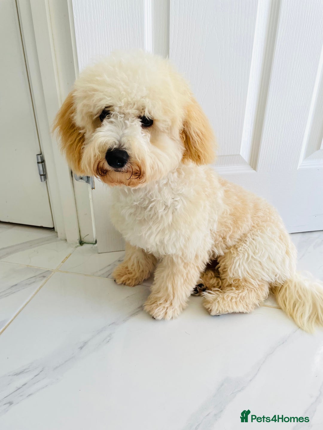 Poochon dogs for sale: Mother and son - Image 20