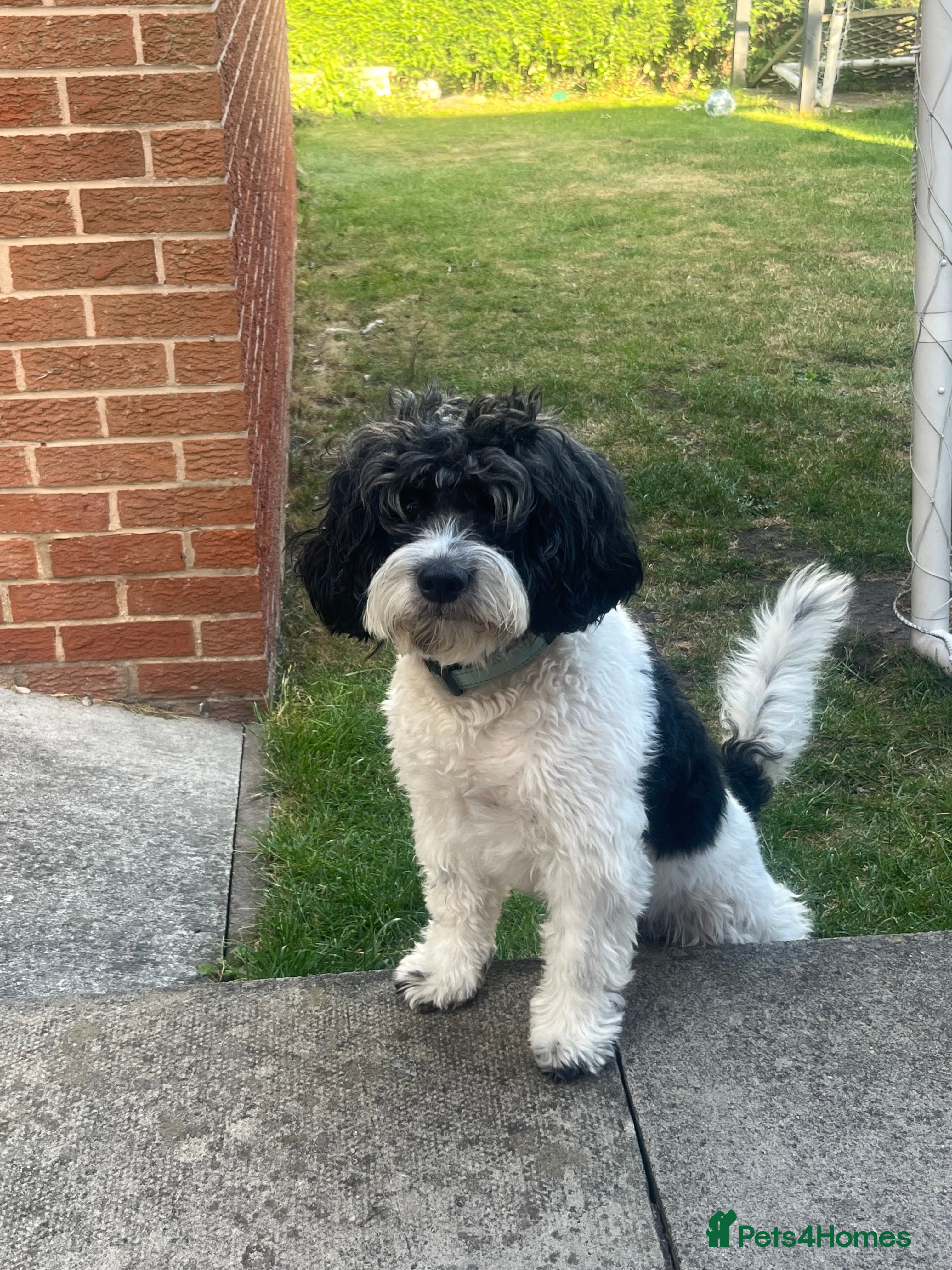 Cockapoo dogs Cockapoo male for stud - Advert 1