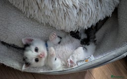 Turkish Angora cats for sale: Beautiful Turkish Angora cross kittens - Image 7