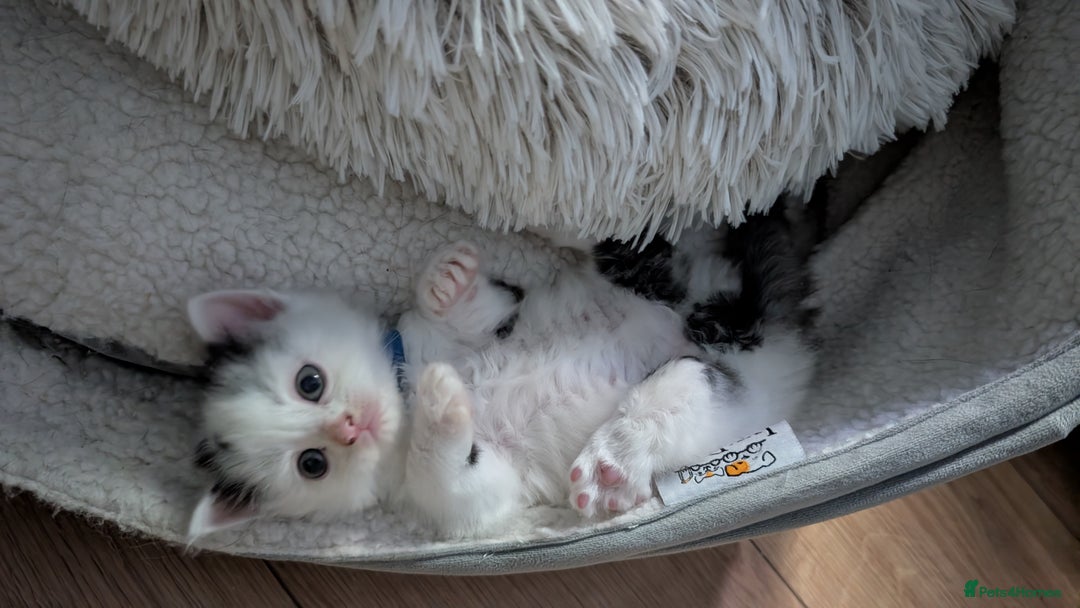 Turkish Angora cats for sale: Beautiful Turkish Angora cross kittens - Image 7