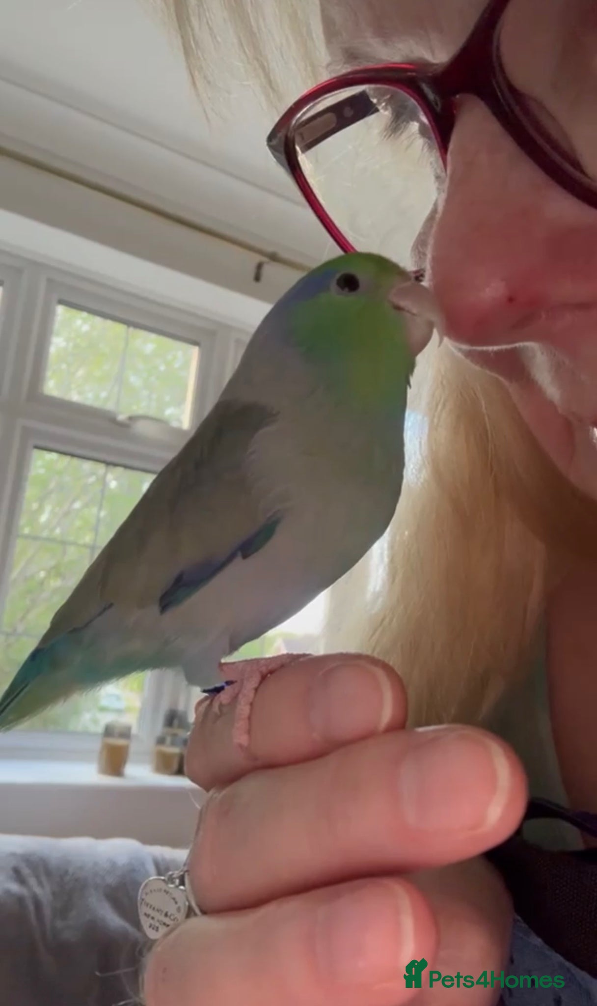 Budgerigars birds Tame Male Pacific Parrotlet  - Advert 6