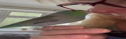 Budgerigars birds for sale: Tame Male Pacific Parrotlet  - Advert 1