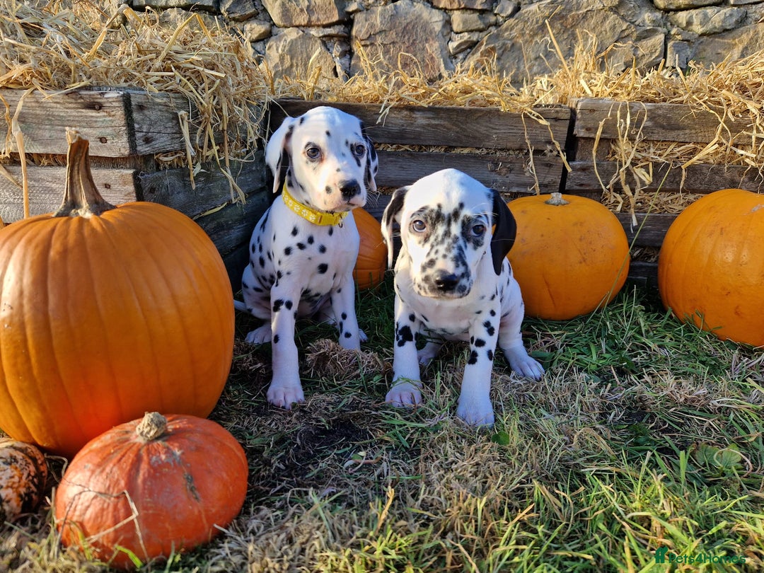 Dalmatian dogs for sale: KC Registered Dalmatian Puppies  - Advert 11
