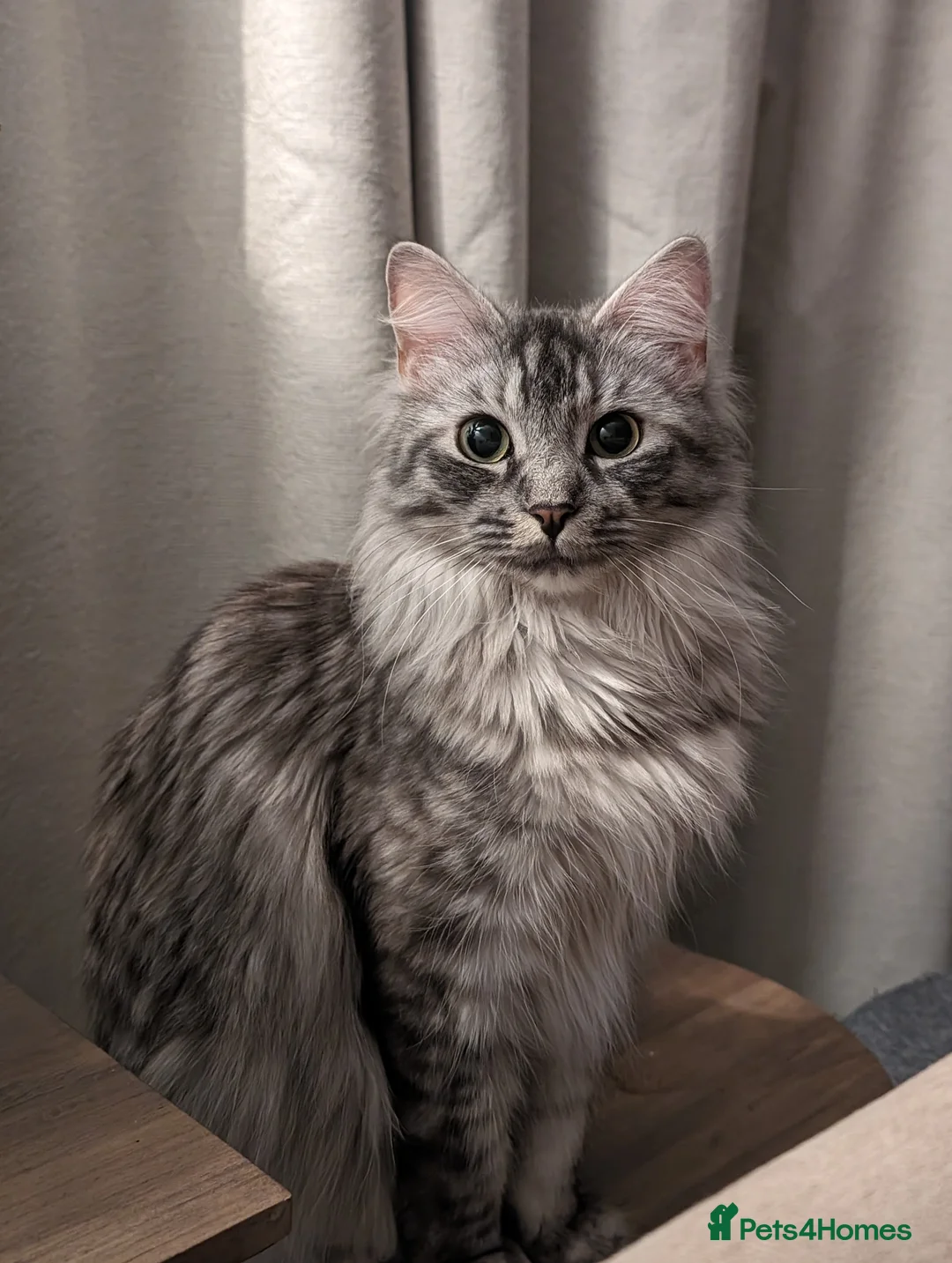 Maine Coon cats for sale: Maine coon female adult for sale  - Advert 7