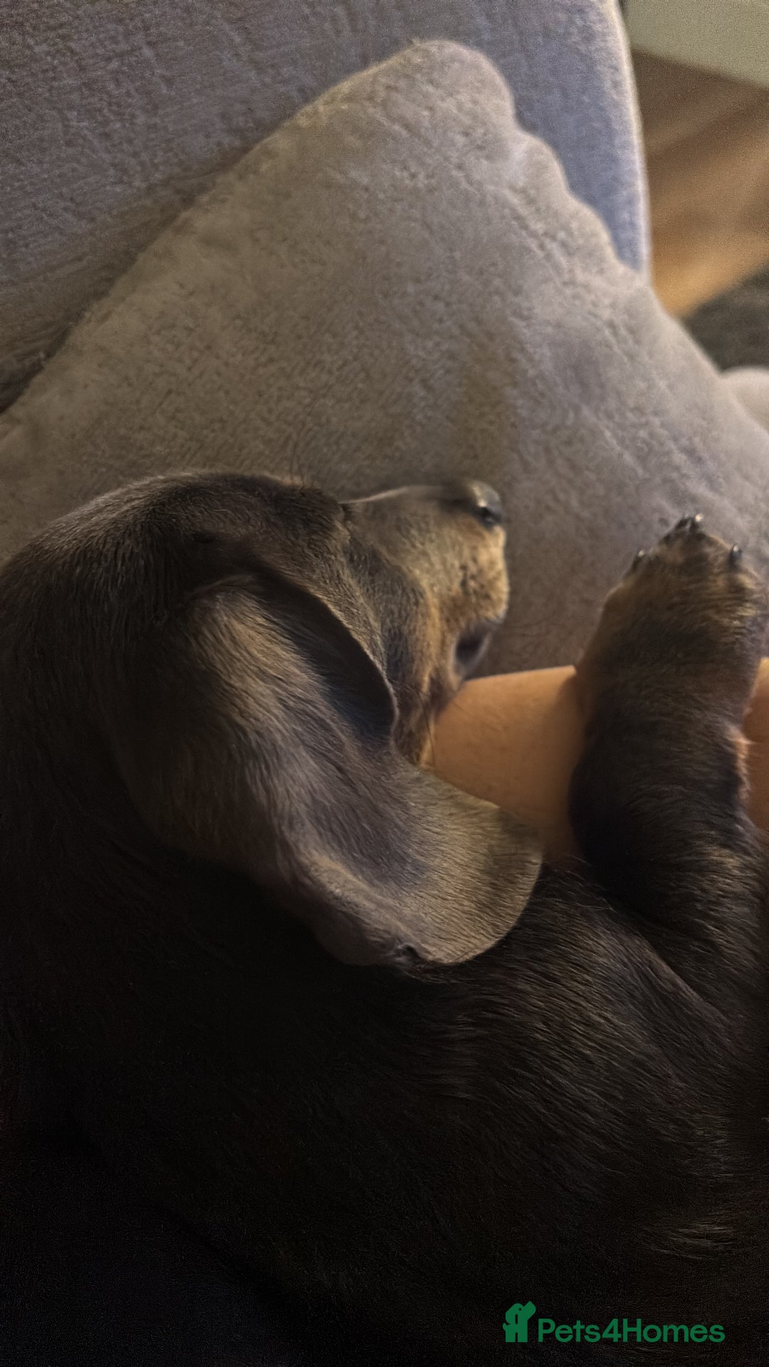 Miniature Dachshund dogs for sale: “Miniature dachshund”  - Advert 14