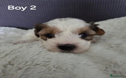 Mixed Breed dogs for sale: Shorkie x Morkie  - Image 4