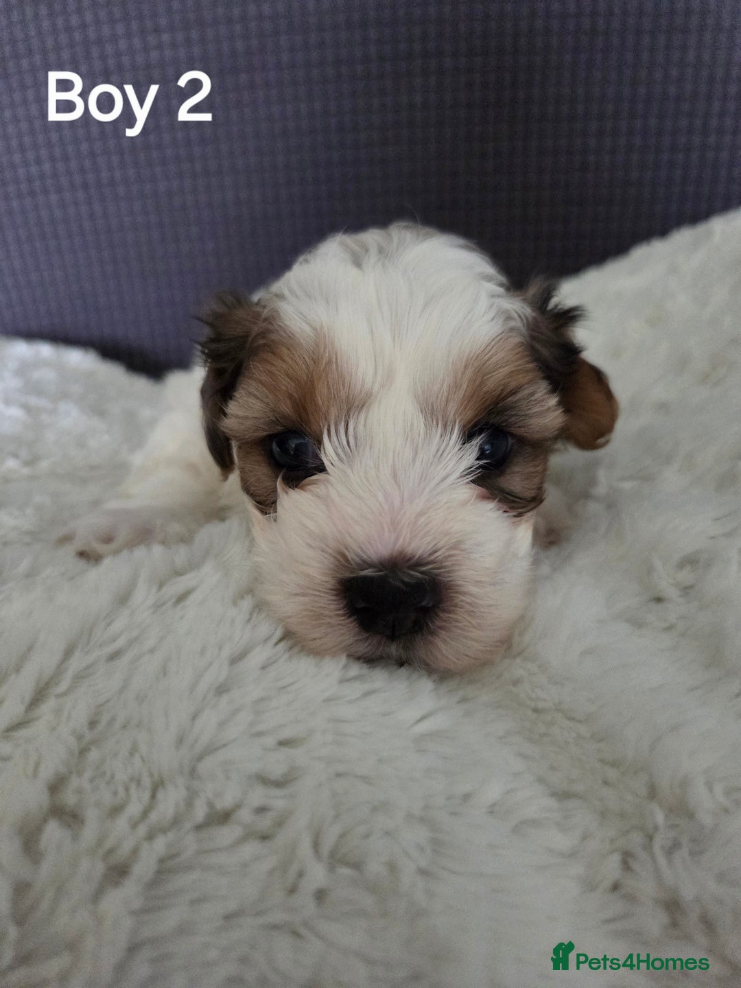 Mixed Breed dogs for sale: Shorkie x Morkie  - Image 4