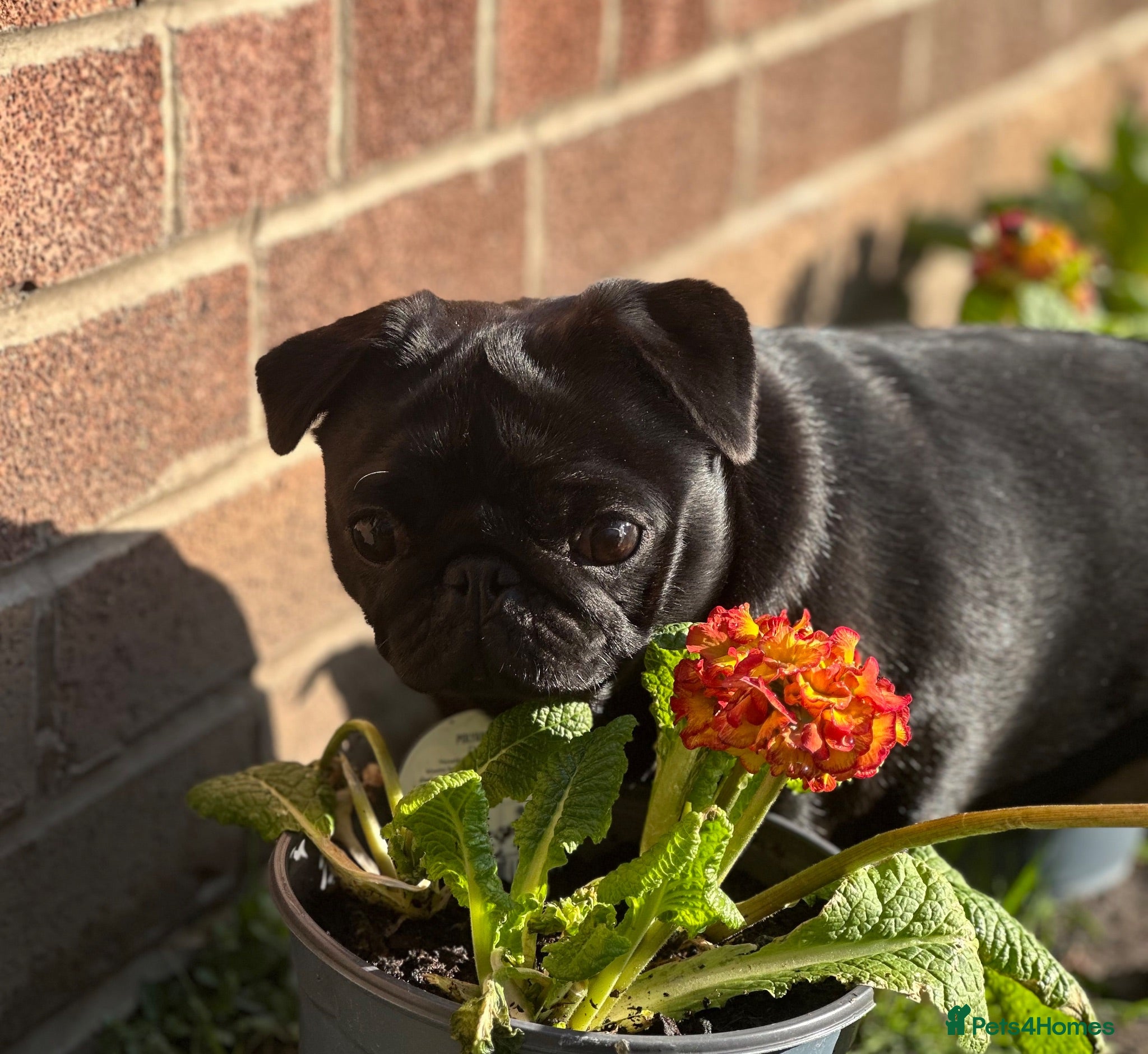 Pug dogs Loki  - Advert 1