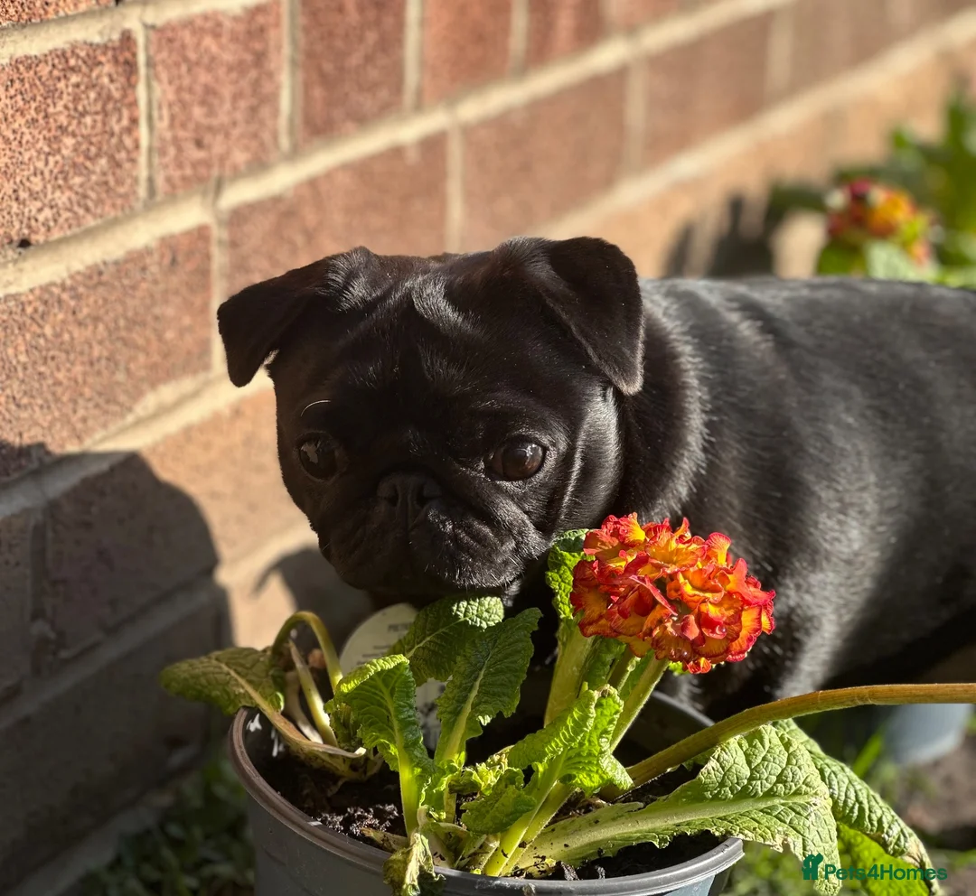 Pug dogs for sale: Loki  in Manchester - Advert 1
