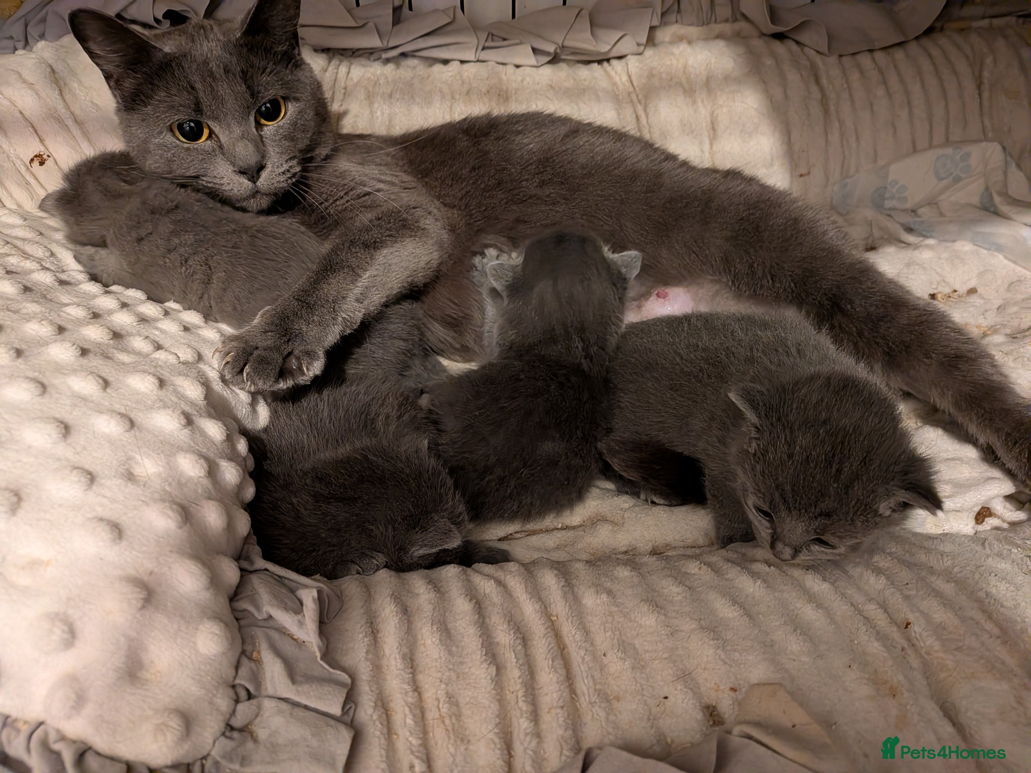 Russian Blue cats Beautiful Russian Blue Kittens for Sale - Advert 2