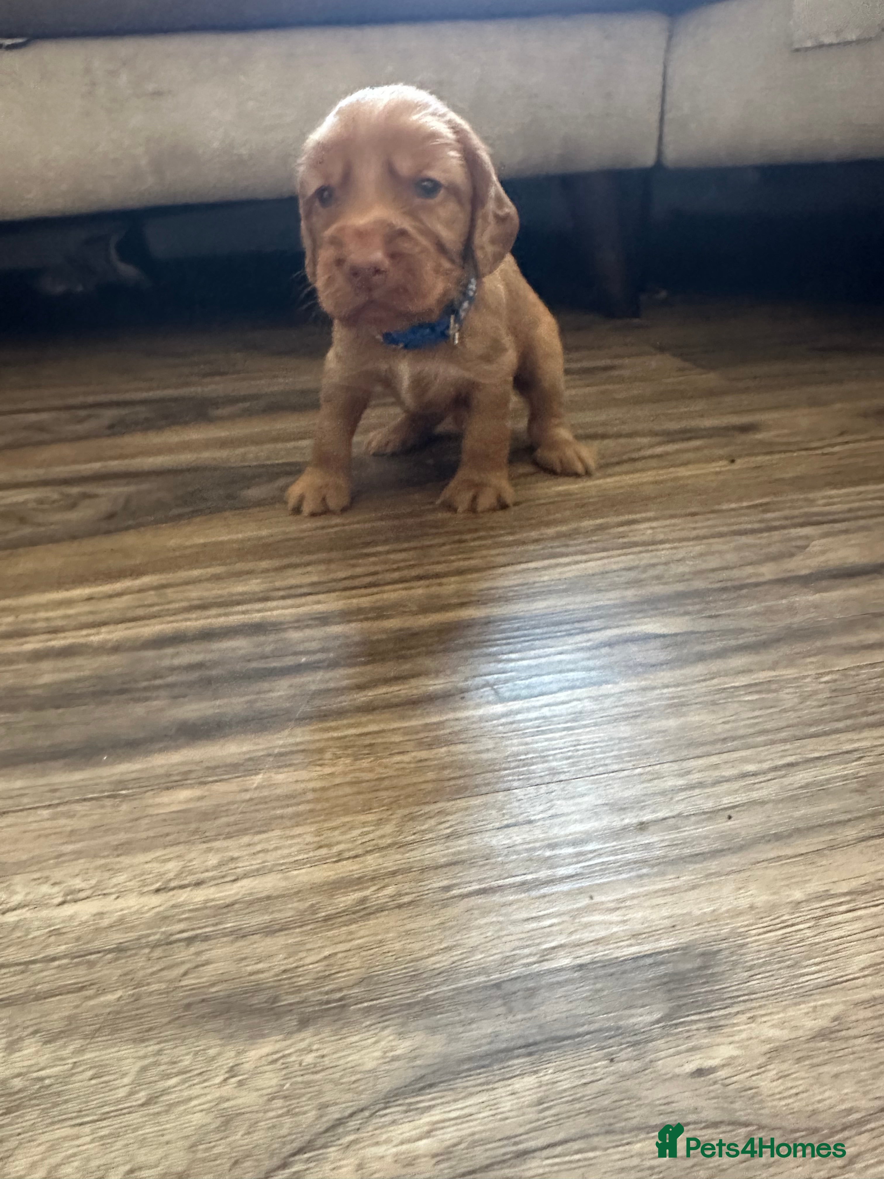Cocker Spaniel dogs Beautiful top class red cockers  - Advert 2