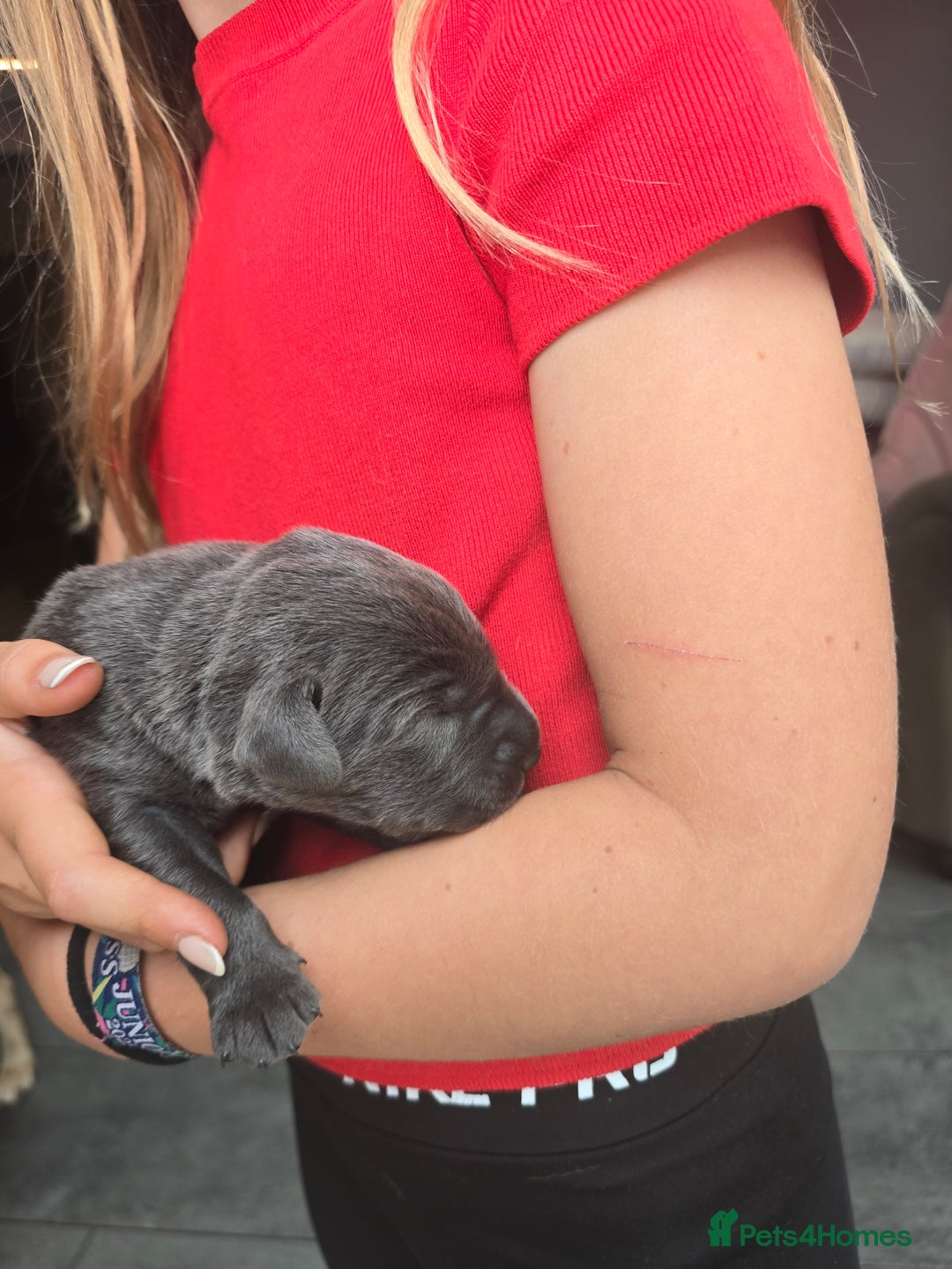 Labrador Retriever dogs for sale: Gorgeous top pedigree charcoal champagne Labrador - Image 11