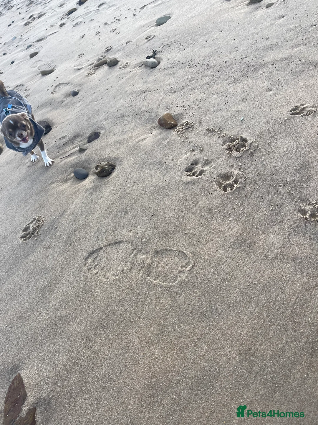 Chihuahua dogs for stud: Chihuahua stud in North Shields - Advert 9