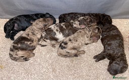 Cockapoo dogs for sale: Cockapoo puppies  - Image 1