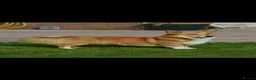 Welsh Corgi Pembroke dogs for sale: Top quality corgis  - Advert 5