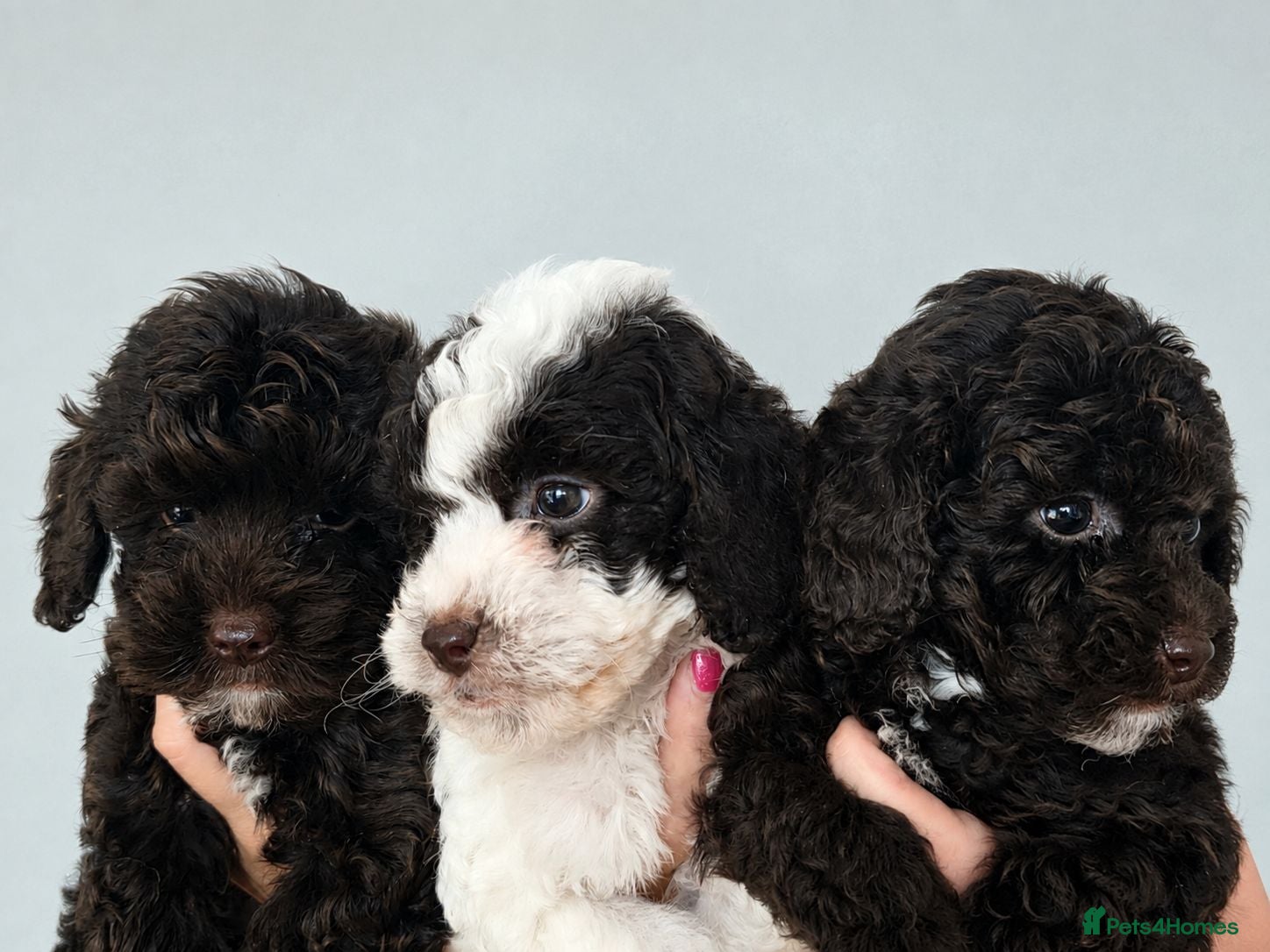 Cockapoo dogs 3 BOYS Chocolate Cockapoos. DNA HEALTH TESTED - Advert 2