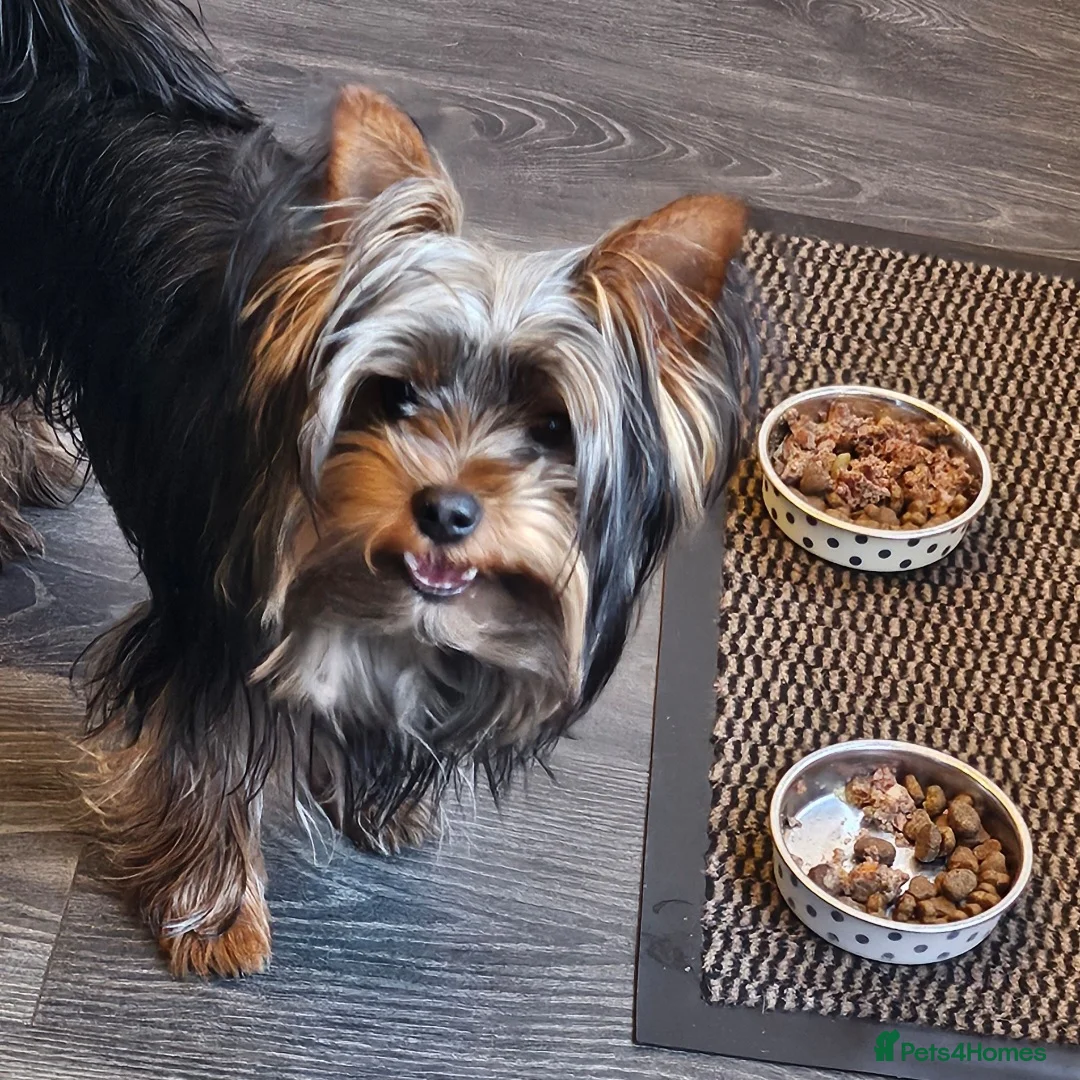 Yorkshire Terrier dogs for sale: Male yorkshire terrier - Advert 2