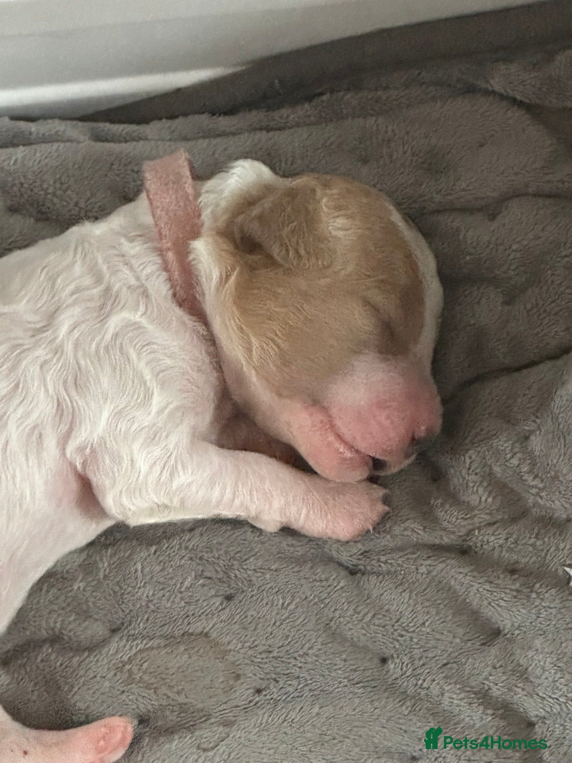 Cavapoochon dogs Beautiful Spring Cavapoochon Cockapoo Puppies  - Advert 1