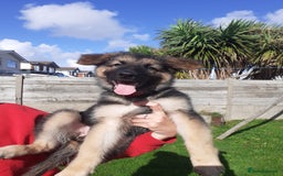 German Shepherd dogs for sale: Straight back gsd puppies  - Image 11