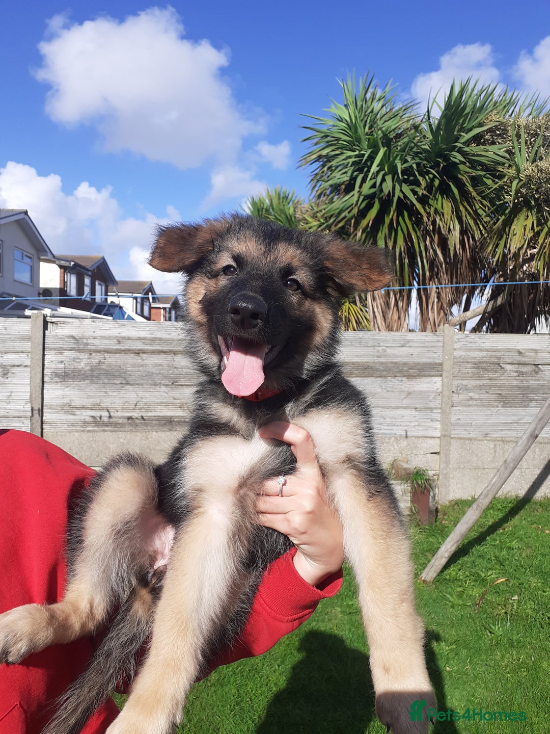 German Shepherd dogs for sale: Straight back gsd puppies  - Image 11