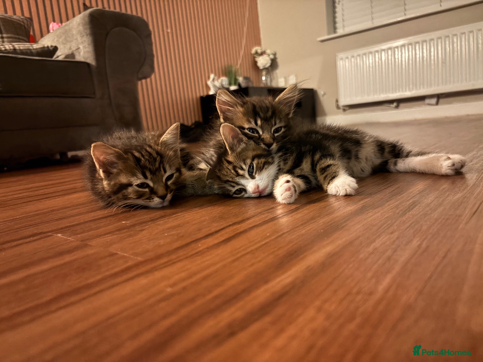 Mixed Breed cats for sale: Kittens for sale. - Advert 3
