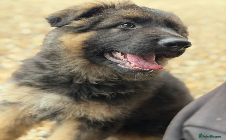 German Shepherd dogs - Advert 15