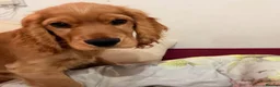 Cocker Spaniel dogs for sale: Golden Cocker Spaniel - Last male in litter  in London - Advert 3