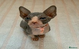 Sphynx cats for sale: Four beautiful Sphynx kittens for sale 🤍 - Image 6