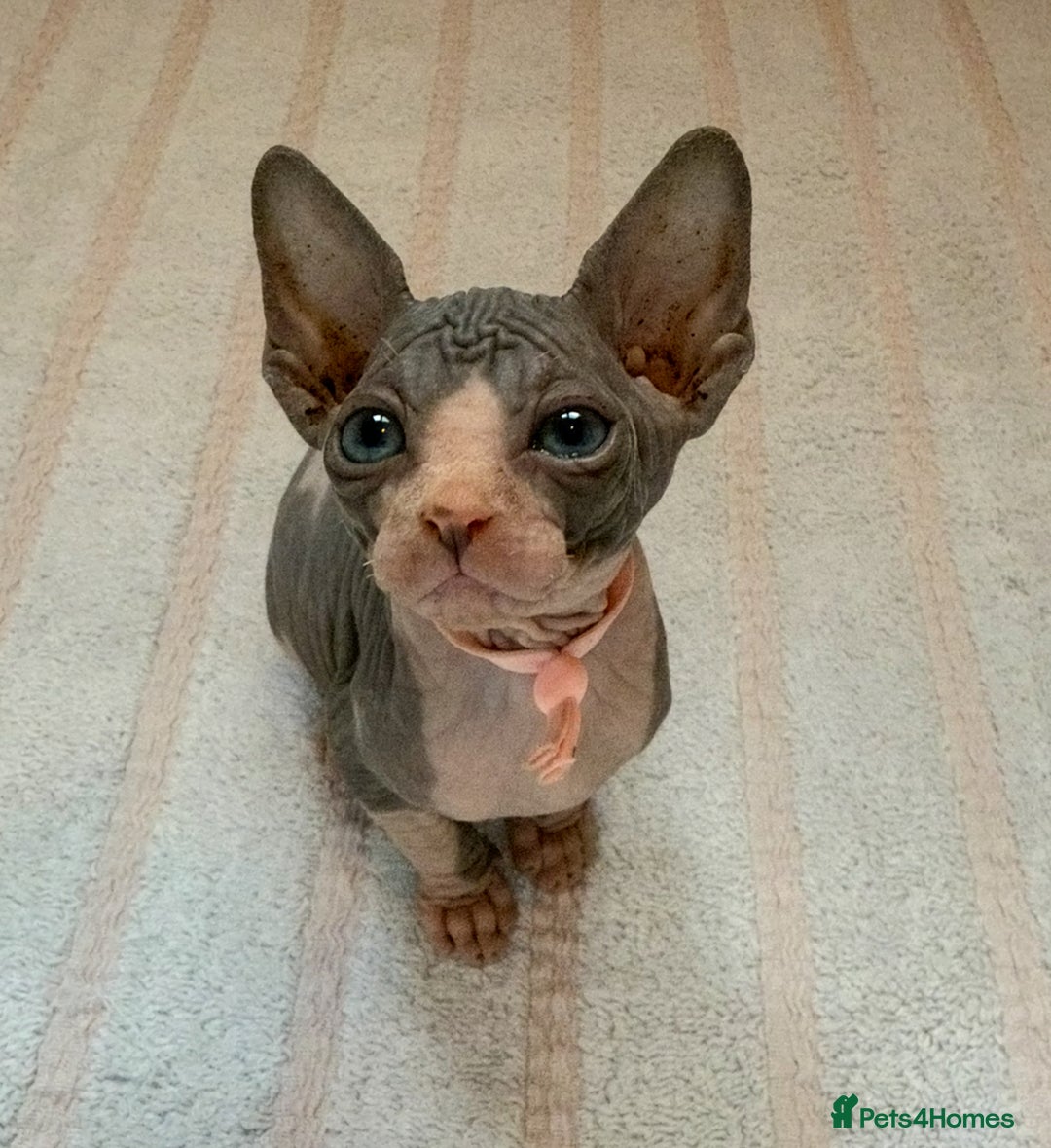 Sphynx cats for sale: Four beautiful Sphynx kittens for sale 🤍 - Image 6