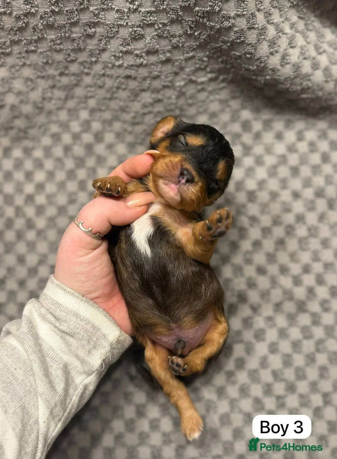 Cavapoo dogs for sale: Cavapoo Puppies - Advert 11