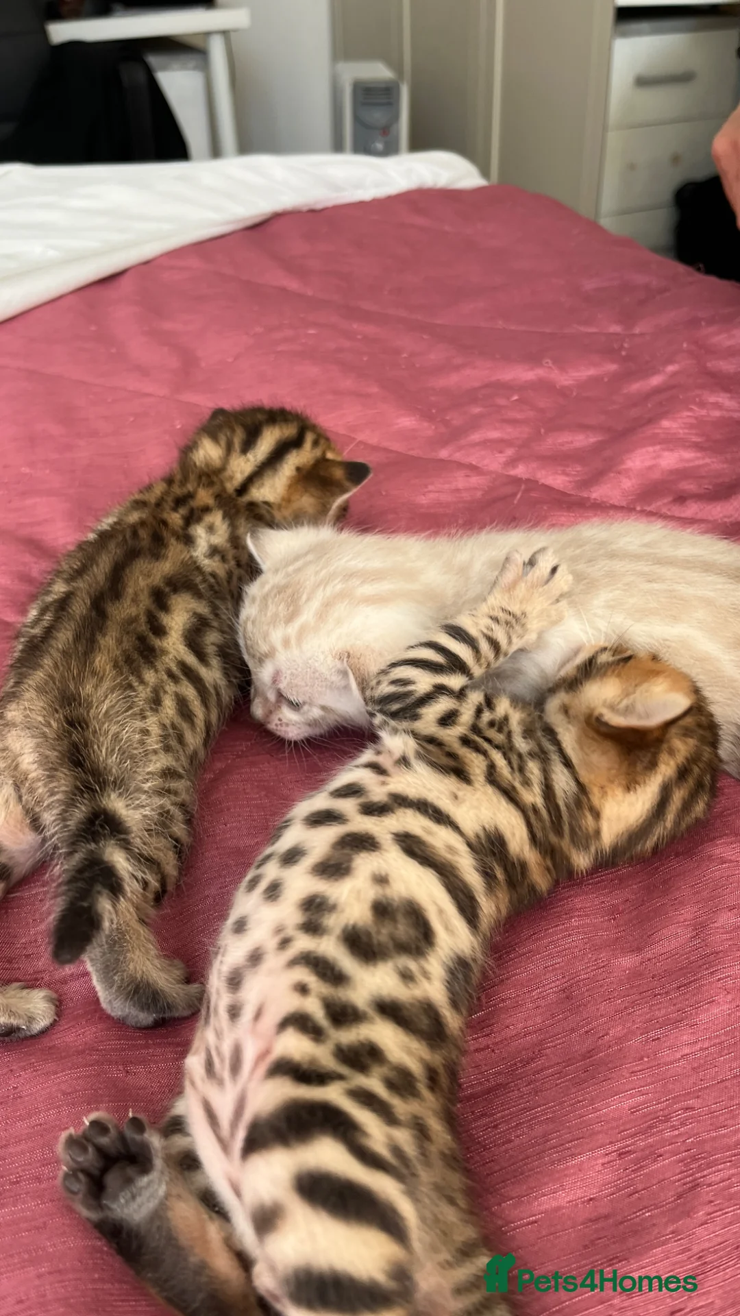 Bengal cats for sale: Beautiful pedigree bengal cats  - Advert 2