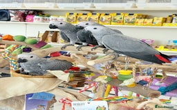 Parrots birds for sale: African greys  - Image 2