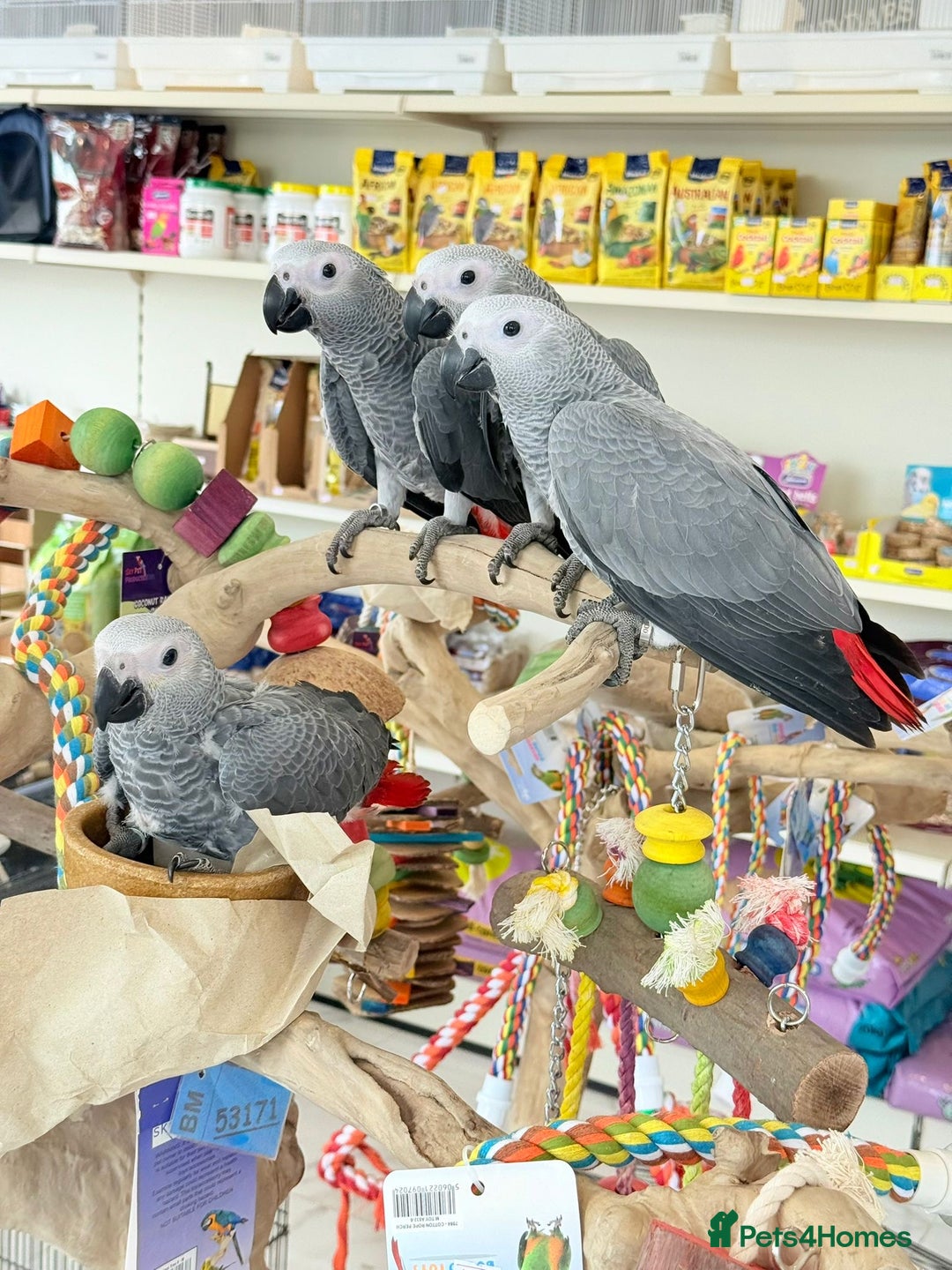 Parrots birds for sale: African greys  - Image 2